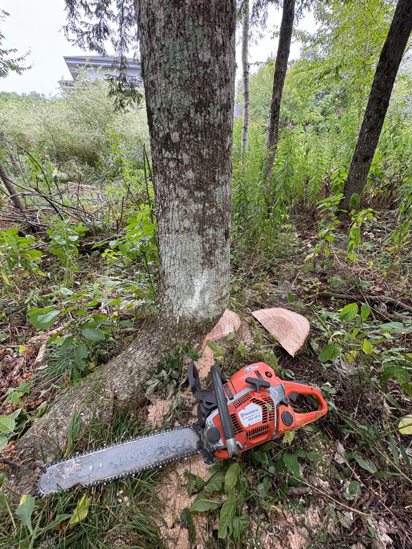 Abattage d'arbre à la scie à chaîne